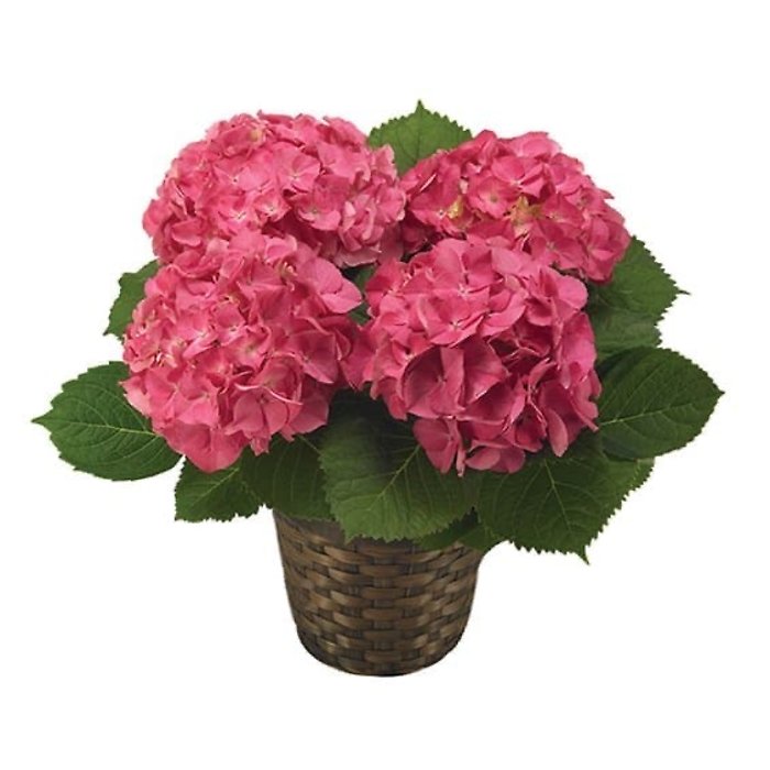 Hydrangea Plant (Assorted Colors)