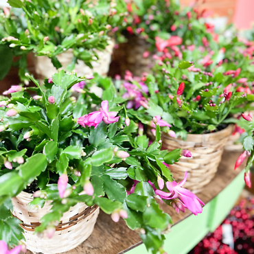 Christmas Cactus