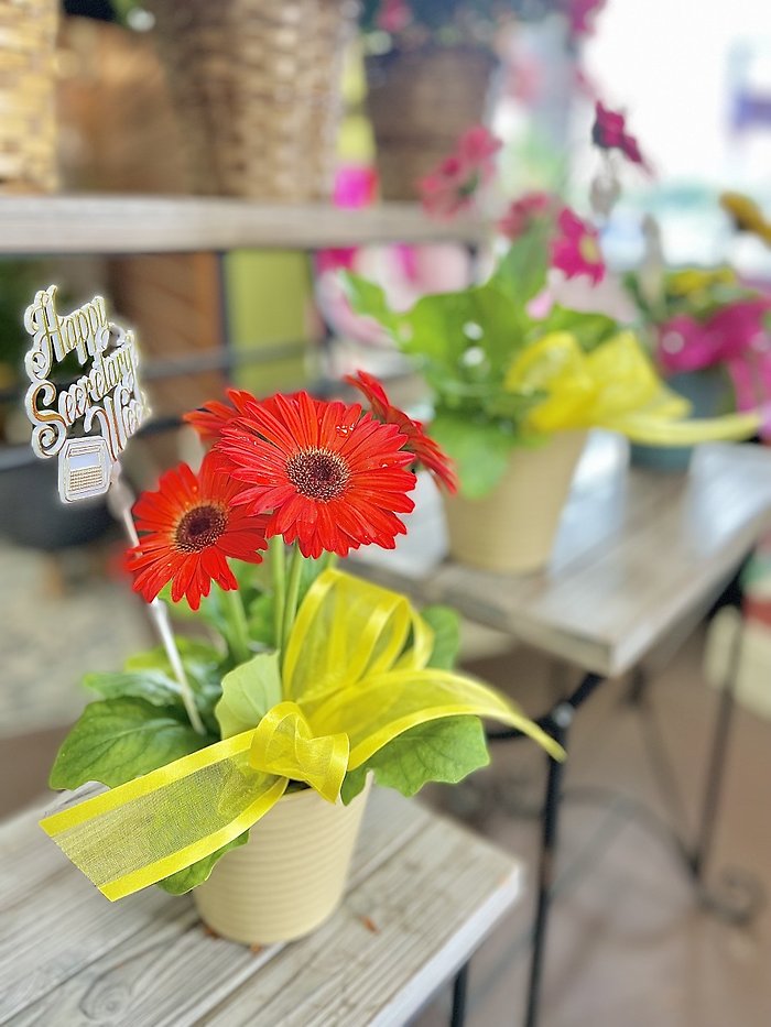 Potted Gerbera Daisy (Asst. Colors)