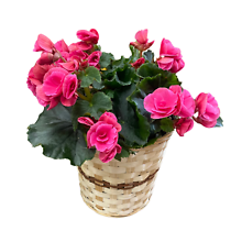 Reiger Begonia (Assorted Colors)