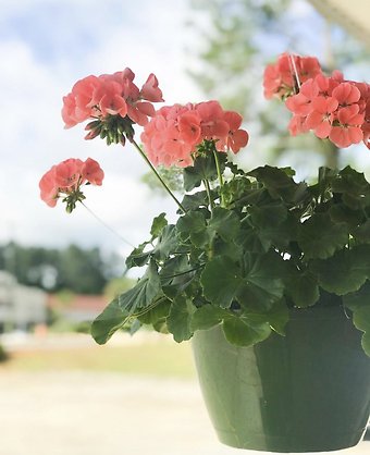 Assorted Hanging Basket
