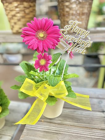 Potted Gerbera Daisy (Asst. Colors)