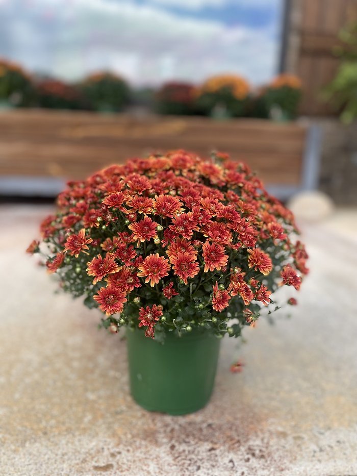 Mum (Assorted colors)
