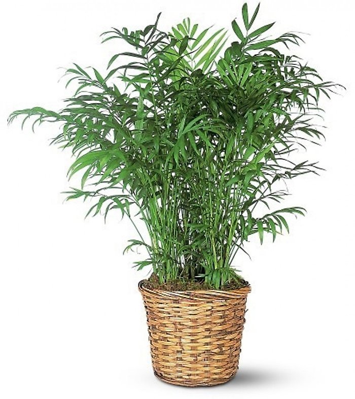 Palm - Medium