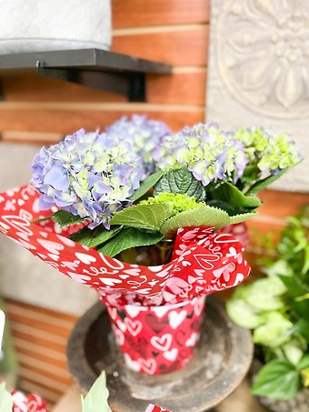 Hydrangea