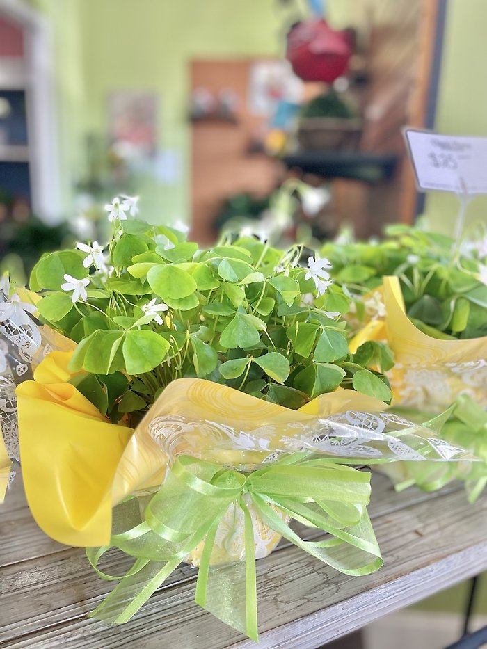 Shamrock Plant