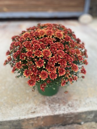Mum (Assorted colors)