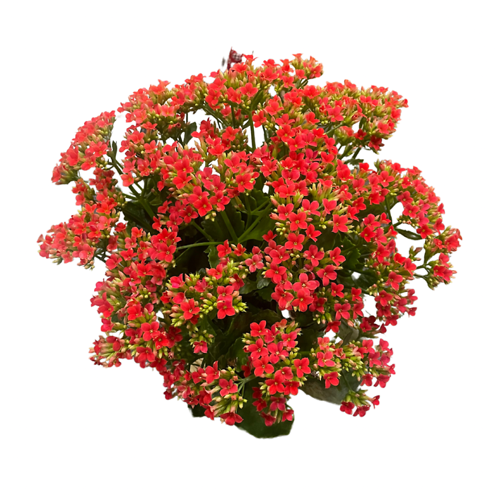 Kalanchoe (Assorted Colors)
