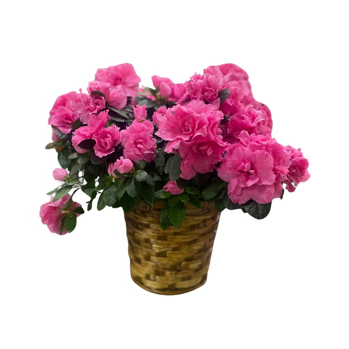 Azalea (Assorted Colors)