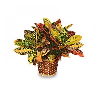 Croton - Medium