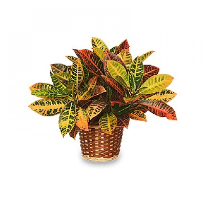 Croton - Medium