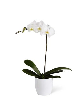 Orchid Plant