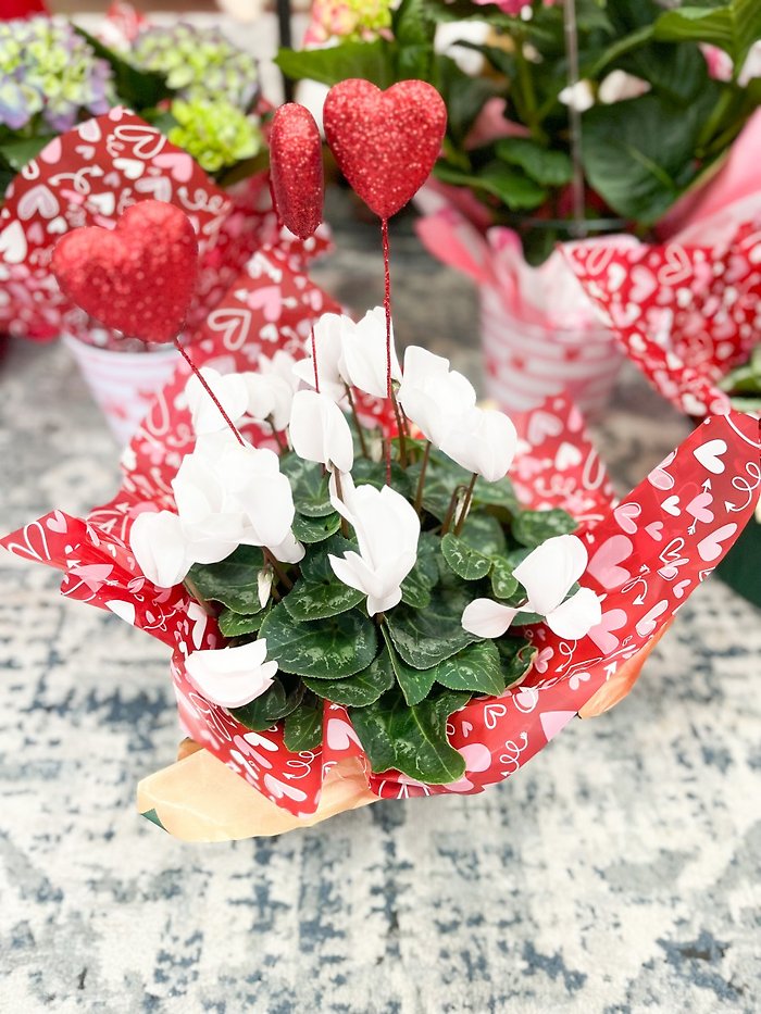 Cyclamen