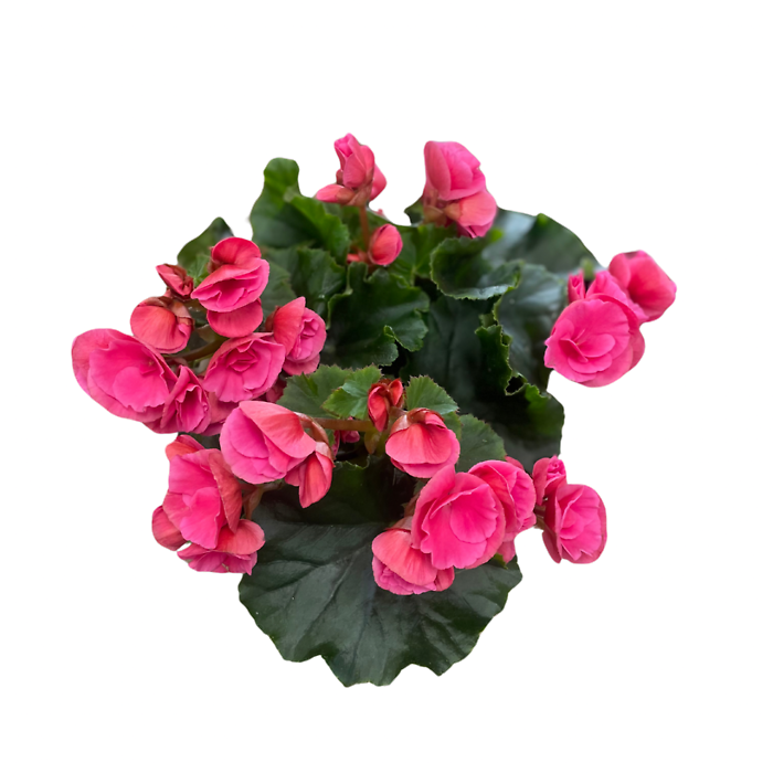 Reiger Begonia (Assorted Colors)