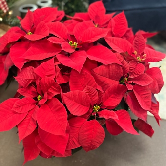Poinsettia