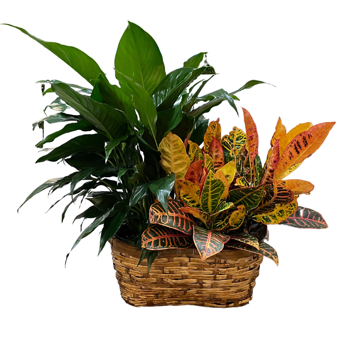 Peanut Basket (peace lily + croton)