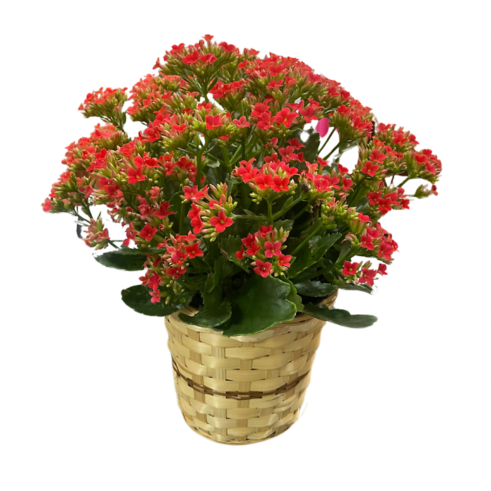 Kalanchoe (Assorted Colors)