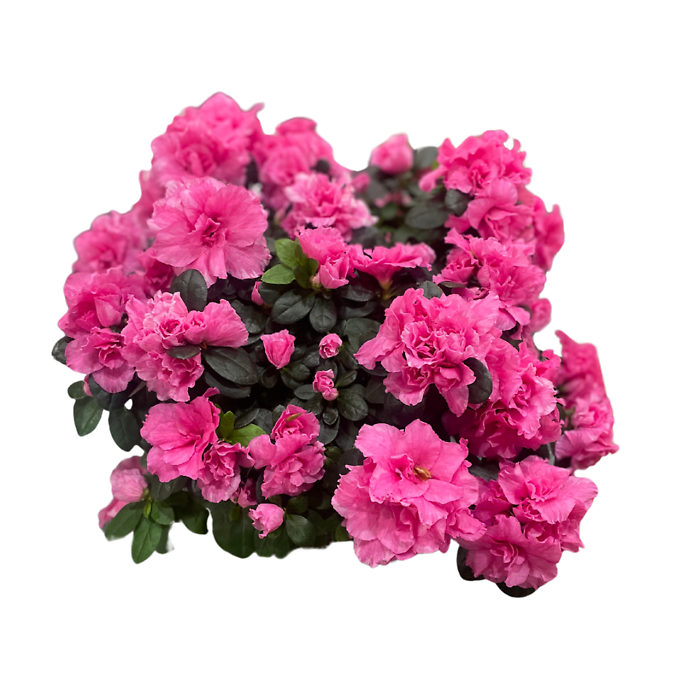 Azalea (Assorted Colors)