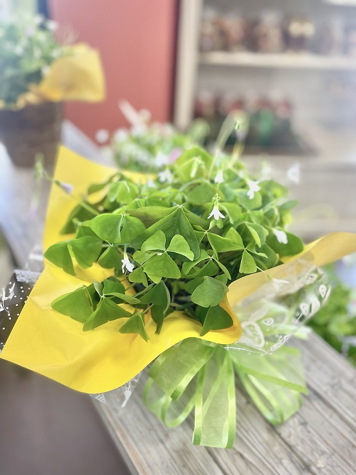 Shamrock Plant