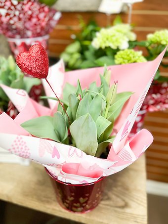 Tulips (potted)