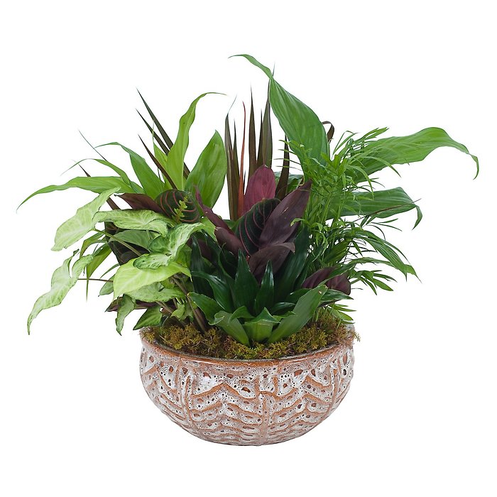 Medium Dish Garden